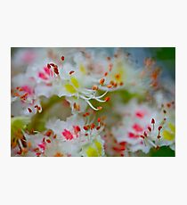 Poetry of the spring. by Brown Sugar. Boulevard View of Broken Dreams . Yeah!!! 1992 views. Favs (5). Photographic Print