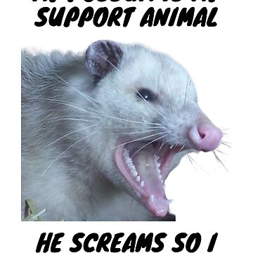 Emotional Support Opossum — CritterVision