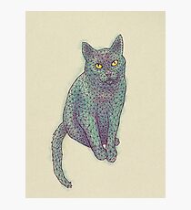 PolyCat Photographic Print
