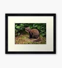 Pine Marten Framed Print
