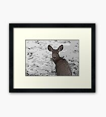 Cold Winter Survival Framed Print