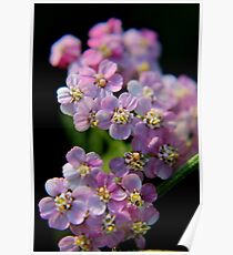 Wild Pink Yarrow Poster