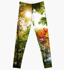 Fall landscape Leggings