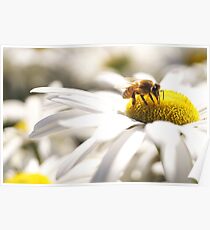 Bumble Bee on a Daisy Poster