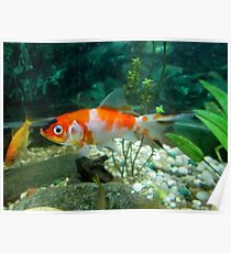 Goldfish 1 Poster