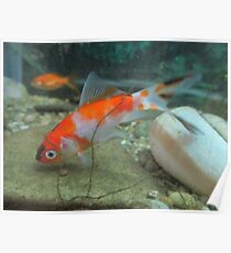 Goldfish 3 Poster