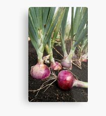Red Onions Metal Print