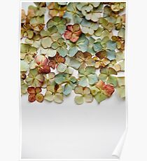 Hydrangea Petals no. 1 Poster
