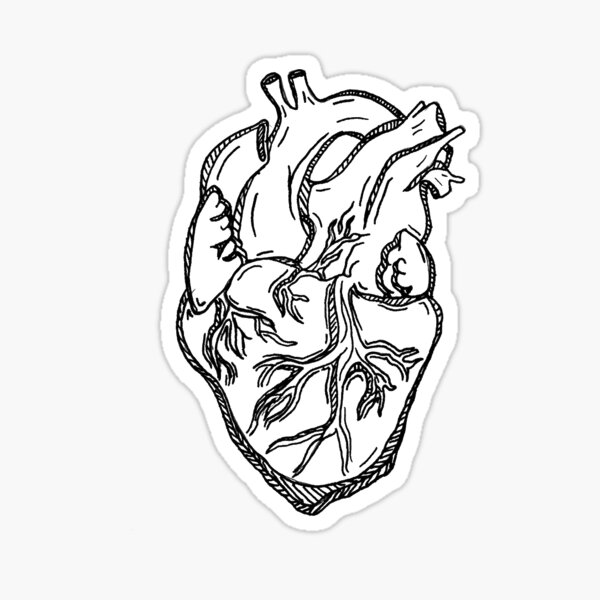 Anatomically Correct Heart Stickers Redbubble
