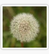 dandelion fluff Sticker