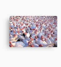 Turkey Farm Metal Print