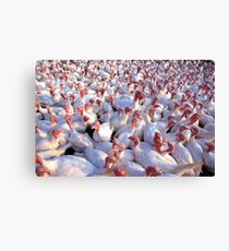 Turkey Farm Canvas Print