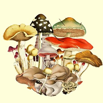 Sticker Mural - Champignons - ref.10499