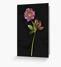 Dark Helebore Greeting Card