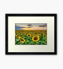 Sunflower Images - A Field of Golden Texas Wildflowers Framed Print