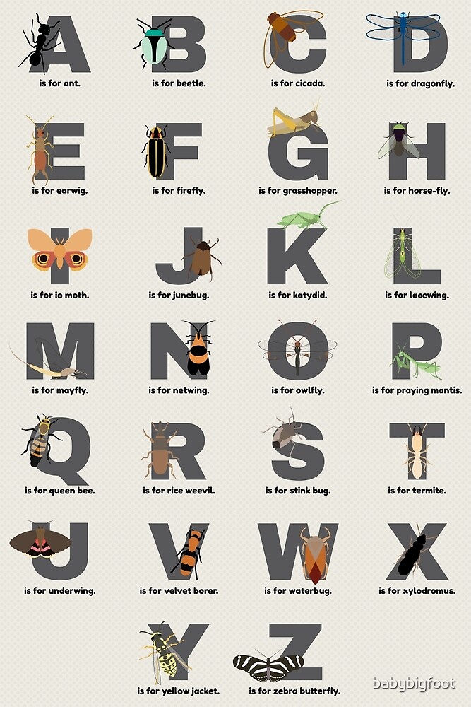 "Insect Alphabet" By Babybigfoot | Redbubble