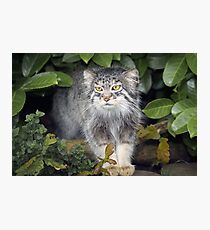 Wild Cats - Pallas Cat Photographic Print