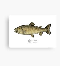 Brown trout Canvas Print