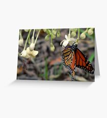 Monarch on a butterfly bush Greeting Card