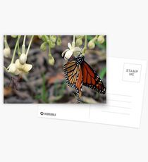 Monarch on a butterfly bush Postcards