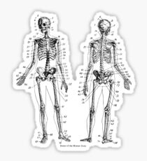 Anatomy: The Skeletal System Ver.Bone Sticker