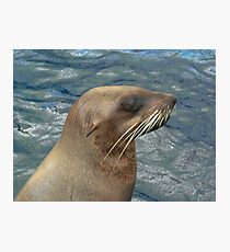 Australian Fur Seal Photographic Print