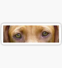 vizsla eyes Sticker