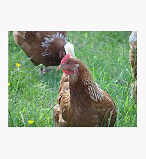 Red Hen Photographic Print
