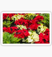 Poinsettia - greeting card Sticker