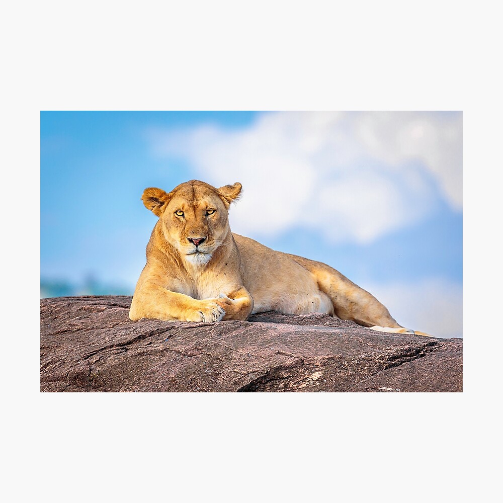 beautiful lioness