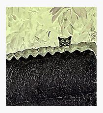 Kitty Kitten !! Photographic Print