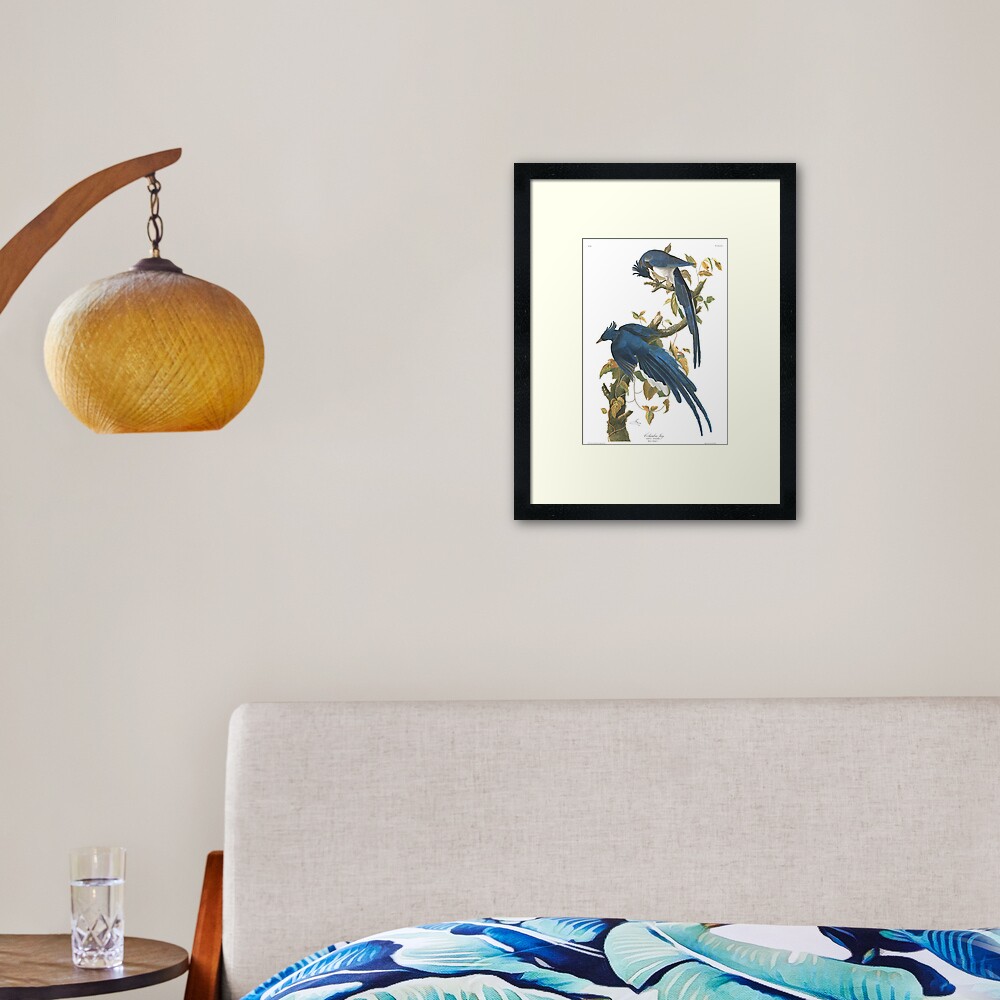 Steller's Jay - John James Audubon Framed Art Print