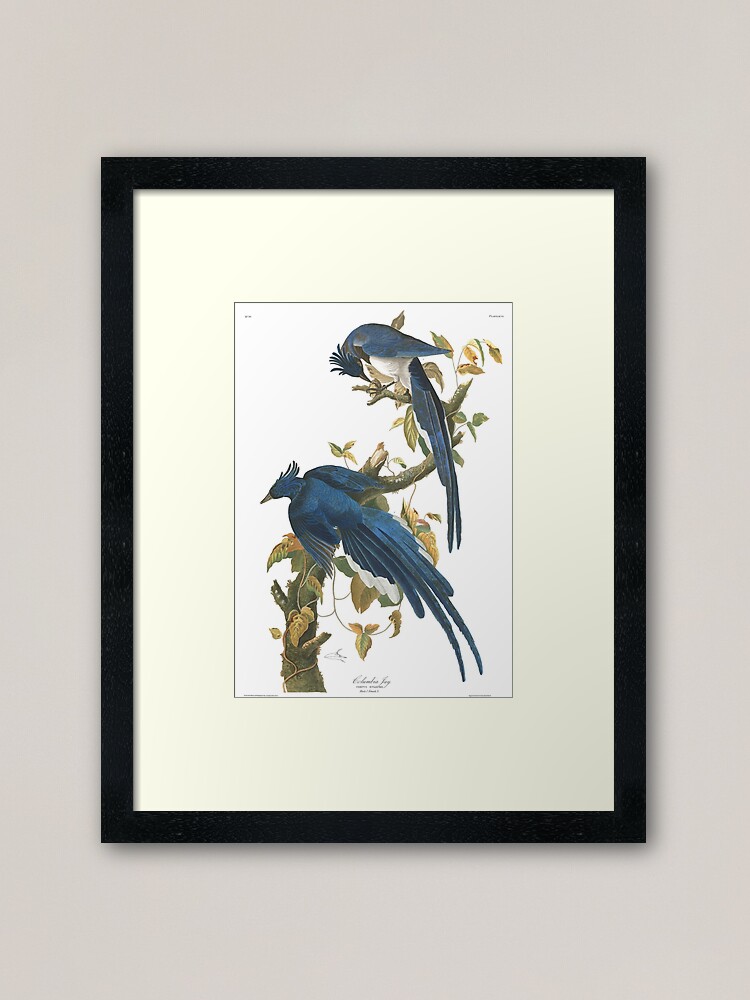 Alternate view of Steller's Jay - John James Audubon Framed Art Print
