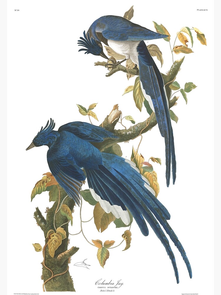 Steller's Jay - John James Audubon by billythekidtees