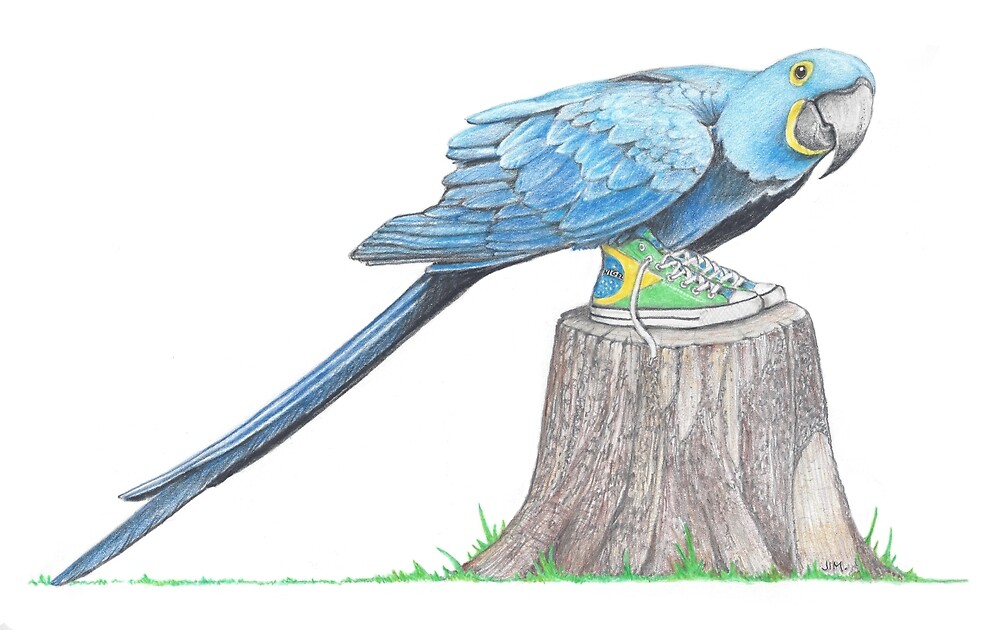 Hyacinth Macaw in Brazilian High Tops by JimsBirds