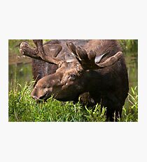 Bull Moose Photographic Print