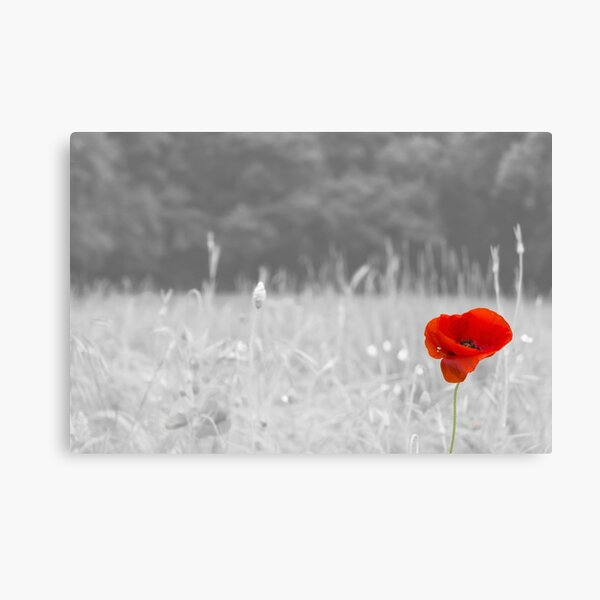 Poppy Canvas Print