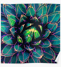 Sweet Agave ( Blue Succulent ) Poster