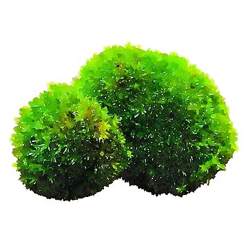 Green Moss Balls Sticker for Sale by Griffelkinn