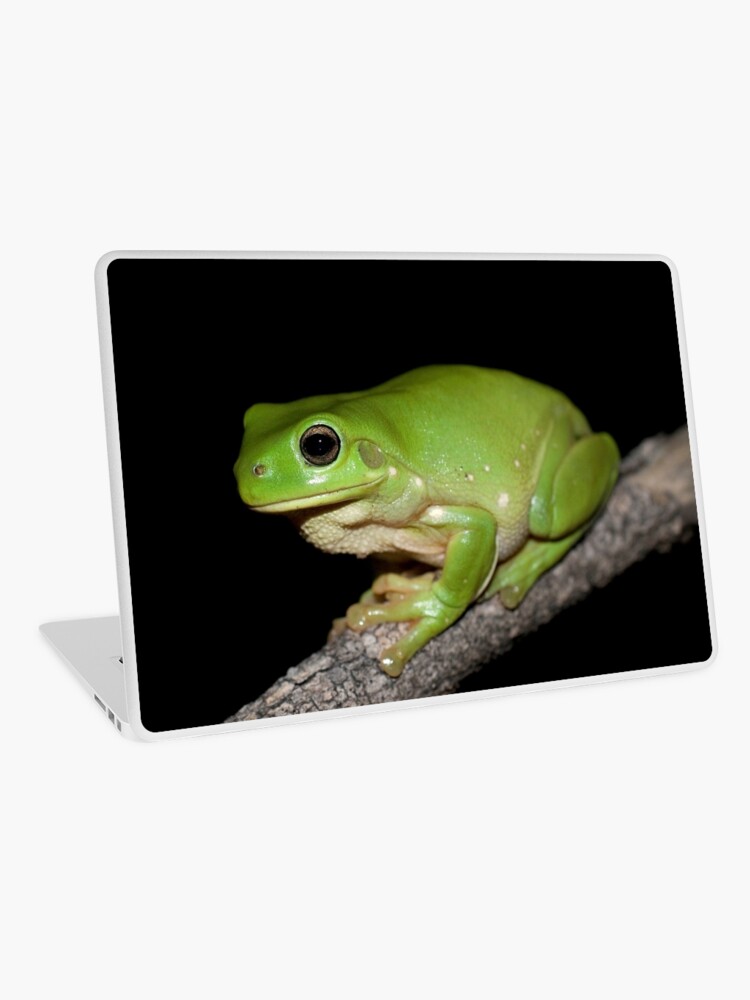 LAC04 15.6 inch Artistic Photograph//Frogs-Laptop Vinyl Skin//Decal//Sticker//Cover