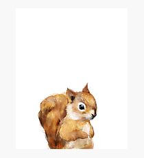 Little Squirrel Photographic Print