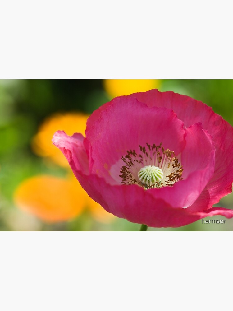 Passionate by harmser