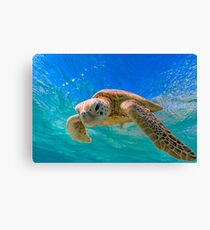 Green Turtle in Magical Water Canvas Print