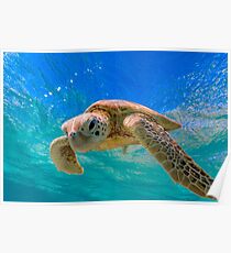 Green Turtle in Magical Water Poster