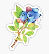 Wilde Maine-Blaubeeren Sticker