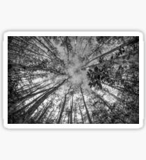 Soaring Cypress Sticker