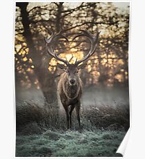 Love you Deer Poster