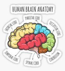 Human Brain Anatomy Sketch Sticker