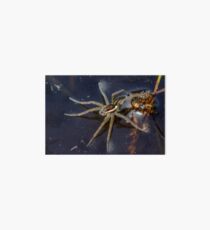 Young Raft Spider (Dolomedes fimbriatus) sitting on the surface of a pond, seemingly waiting for prey. Art Board