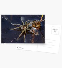 Young Raft Spider (Dolomedes fimbriatus) sitting on the surface of a pond, seemingly waiting for prey. Postcards